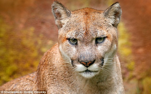 eastern puma pictures