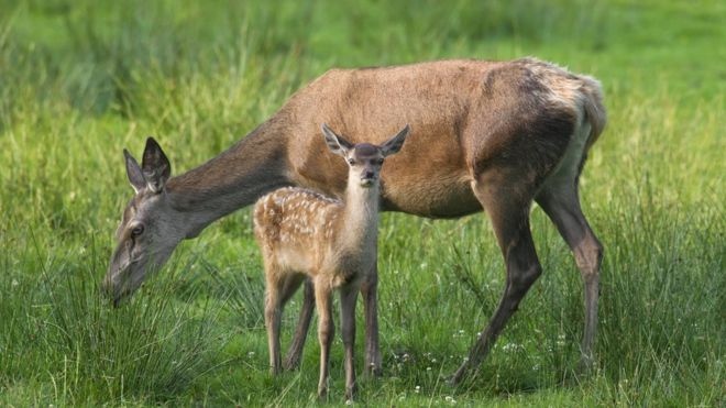 Wild animals evolving to give birth earlier in warming climate - AKIpress  News Agency