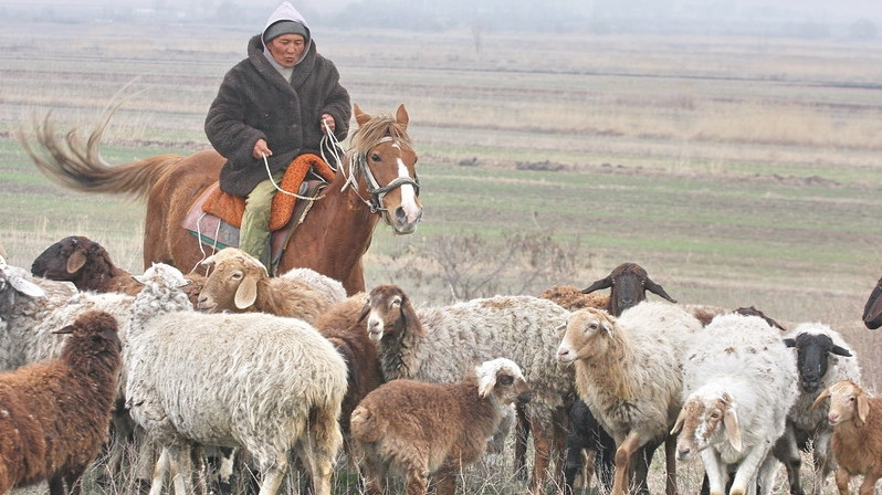 Number of livestock animals in Mongolia rises to over 66 mln - AKIpress  News Agency